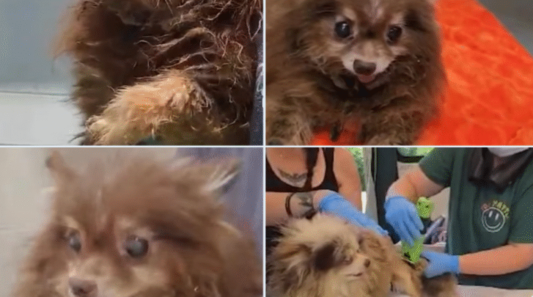 Six Pomeranians Rescued from Alleged 'House of Horrors' Breeding Operation in Trenton, Georgia